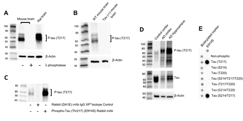 Phospho-Tau 217 antibody validation Testing: Phospho-specificity, site-specificity, and target specificity in WB