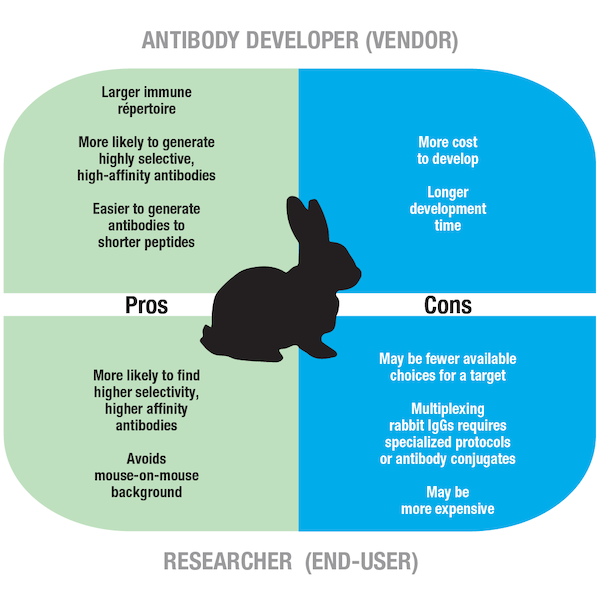 Pros and cons rabbit host species antibody