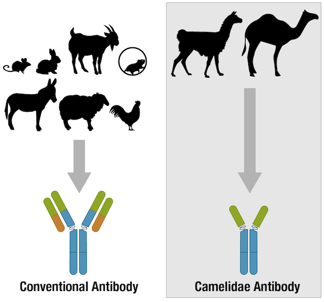 Research antibodies are produced in mammals