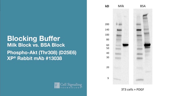 Phospho Akt: Milk vs BSA