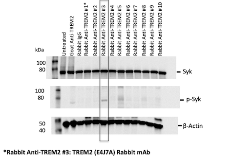 SfN 2022 recap_TREM2 recombinant monoclonal antibody library