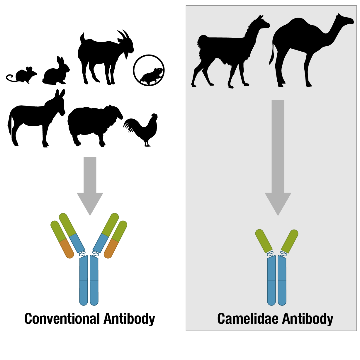 chicken goat antibody cross reactivity