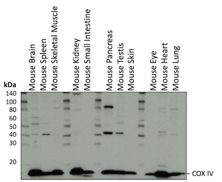 WB analysis mouse tissues COX IV