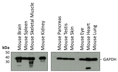 WB analysis mouse tissues GAPDH