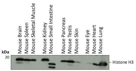 WB analysis mouse tissues Histone H3