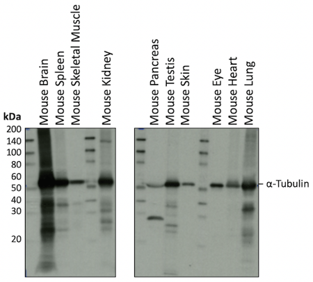 WB analysis mouse tissues alpha-tubulin