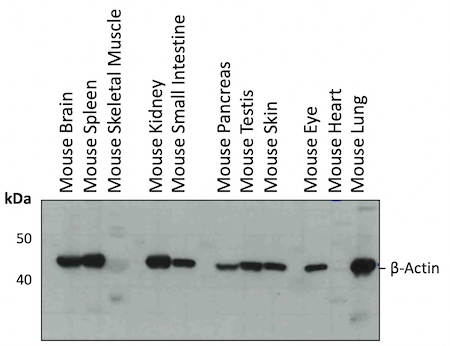 WB analysis mouse tissues beta-Actin