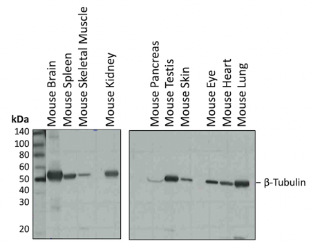 WB analysis mouse tissues beta-tubulin
