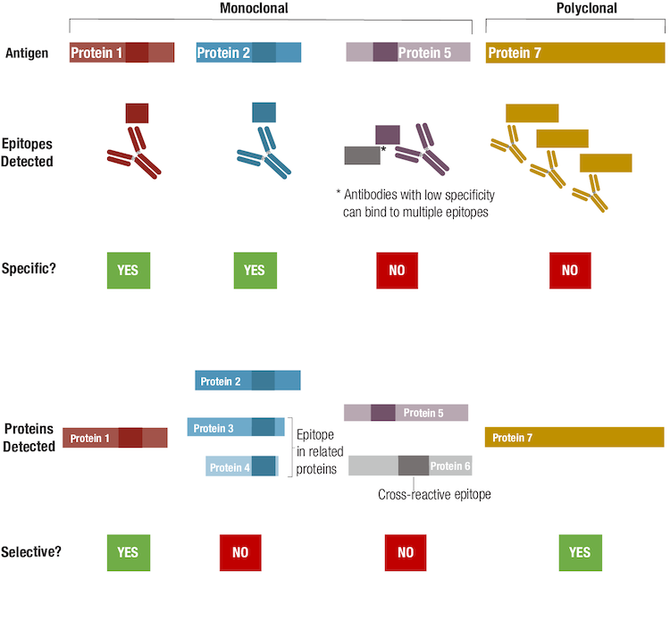 antibody specificity cv antibody selectivity