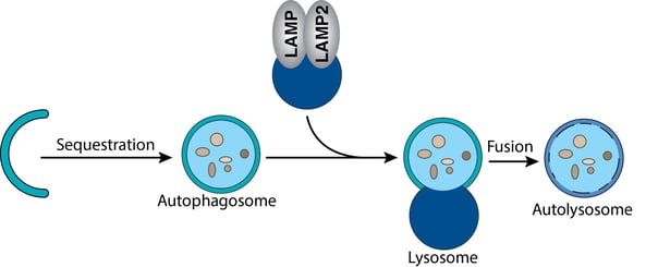 Mechanism of Autophagy