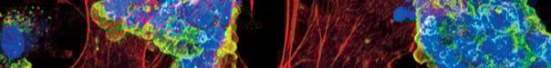 IF_Brochure_pt2_Blog_header_1600x200.jpg