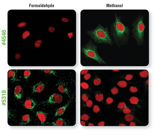 Confocal IF analysis of HeLa cells fixed with formaldehyde or methanol