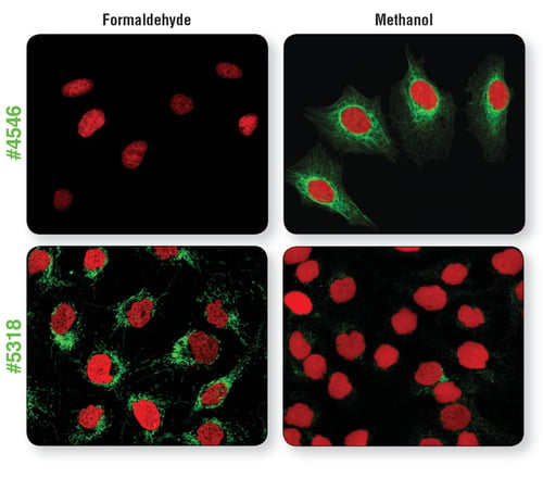 IF analysis of cells fixed with formaldehyde or methanol