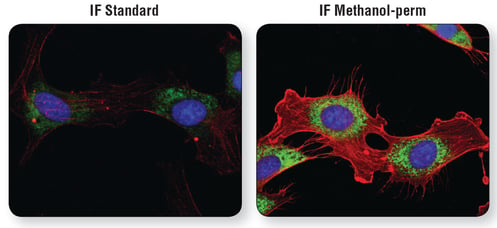 Methanol permeabilization of cells IF analysis