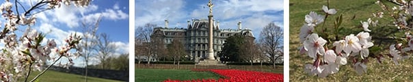 Cherry blossoms blooming in DC.