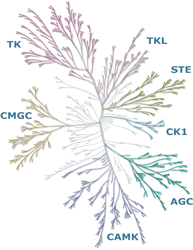 Evolutionary map of kinase families