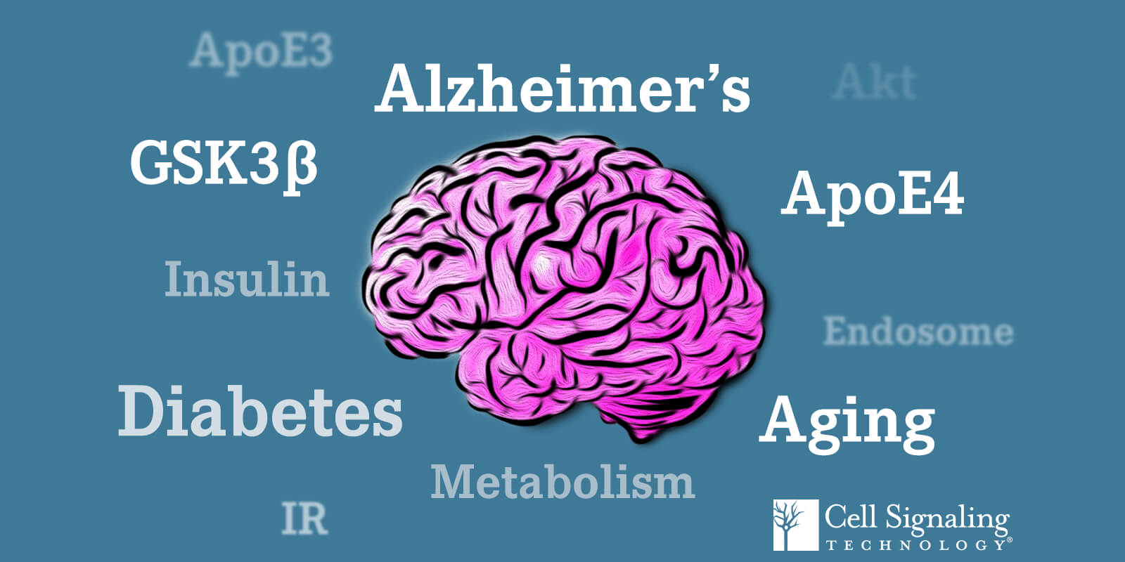 ApoE3 ApoE4 Akt Aging Alzheimer's Metabolism Insulin Diabetes