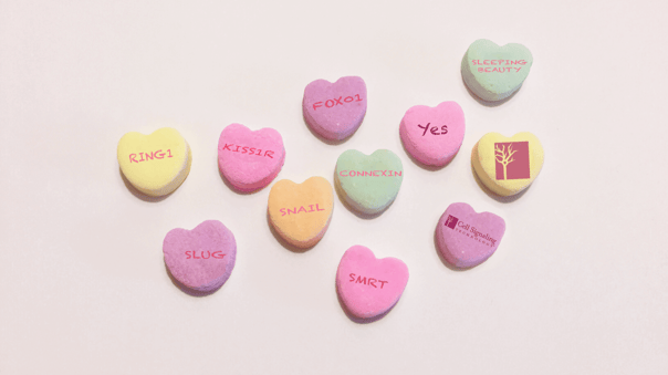 18_NOC_Valentines_Day_Candy_Hearts.png