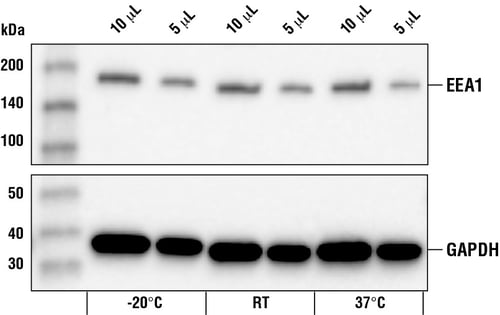 Western blot analysis of extracts from SK-MEL-28 cells at 20C,  RT and 37C 