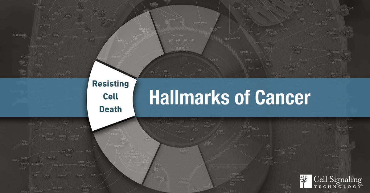18-CEL-47282-Blog-Hallmarks-Cancer-1-Resisting-Cell-Death