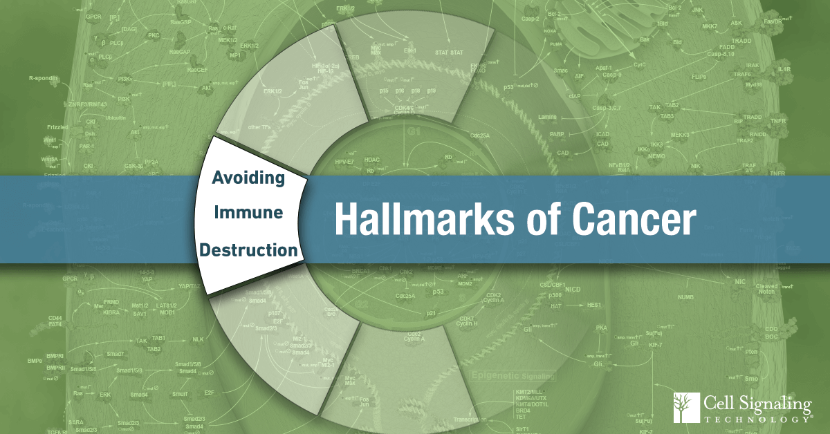 18-CEL-47282-Blog-Hallmarks-of-Cancer-Avoiding-Immune-Destruction-7