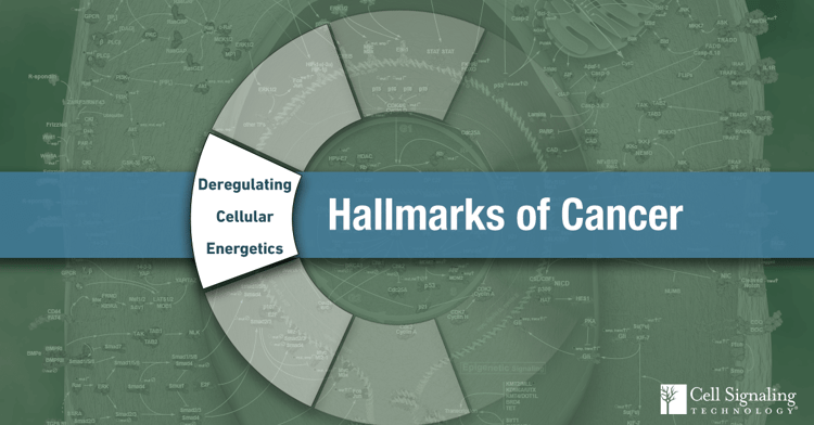 18-CEL-47388-Blog-Hallmarks-Cancer-2-Deregulating-Cellular-Energetics