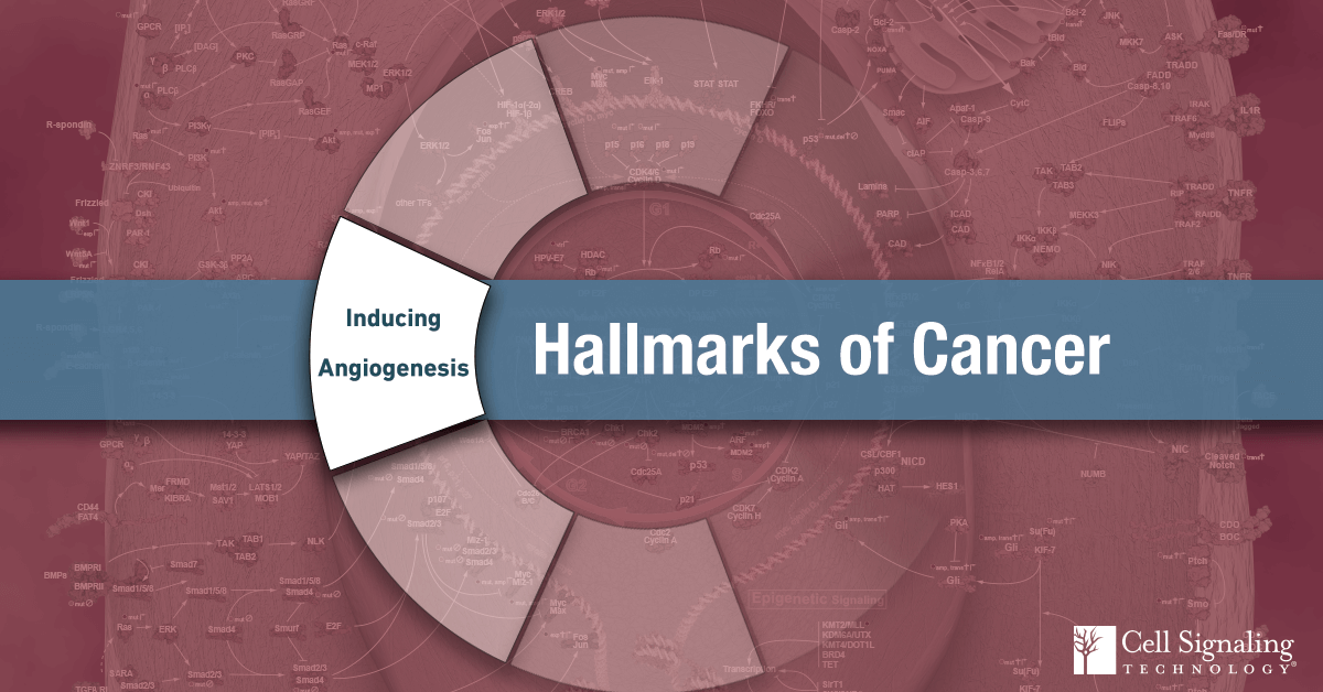 18-CEL-47663-Blog-Hallmarks-Cancer-3-Inducing-Angiogenesis