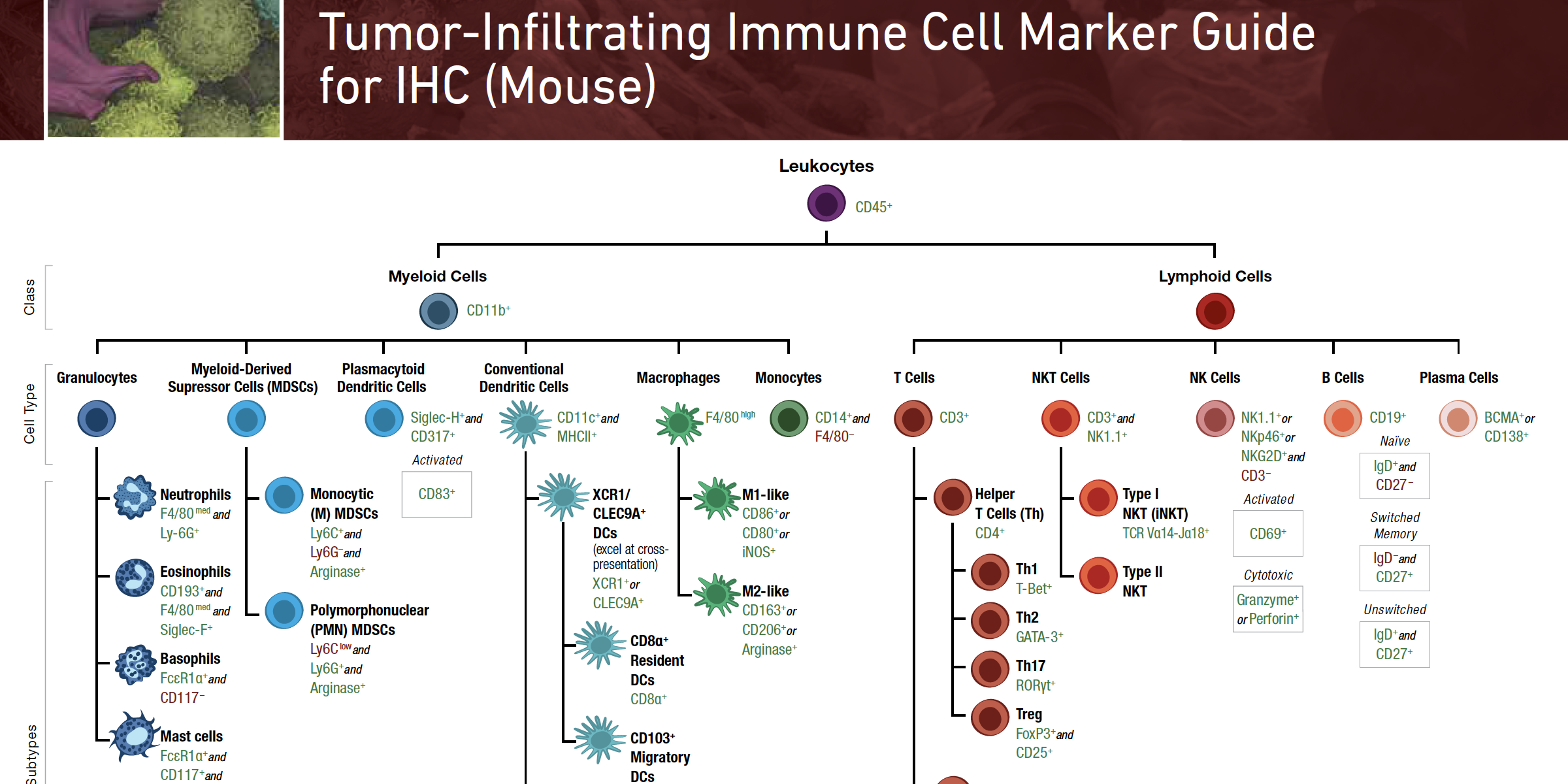 18-IMM-47137 Immune Cell Marker Guide