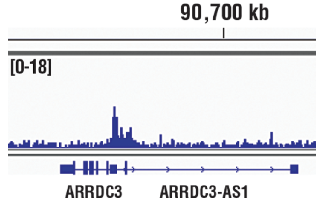 CST Antibody: HIF-1α (D1S7W) XP® Rabbit mAb 