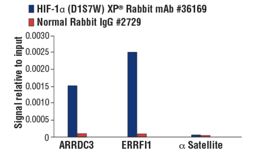 CST Antibody: HIF-1α (D1S7W) XP® Rabbit mAb 