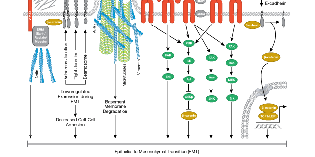 EMT signaling. Can a cellular identity crisis lead to cancer progression?