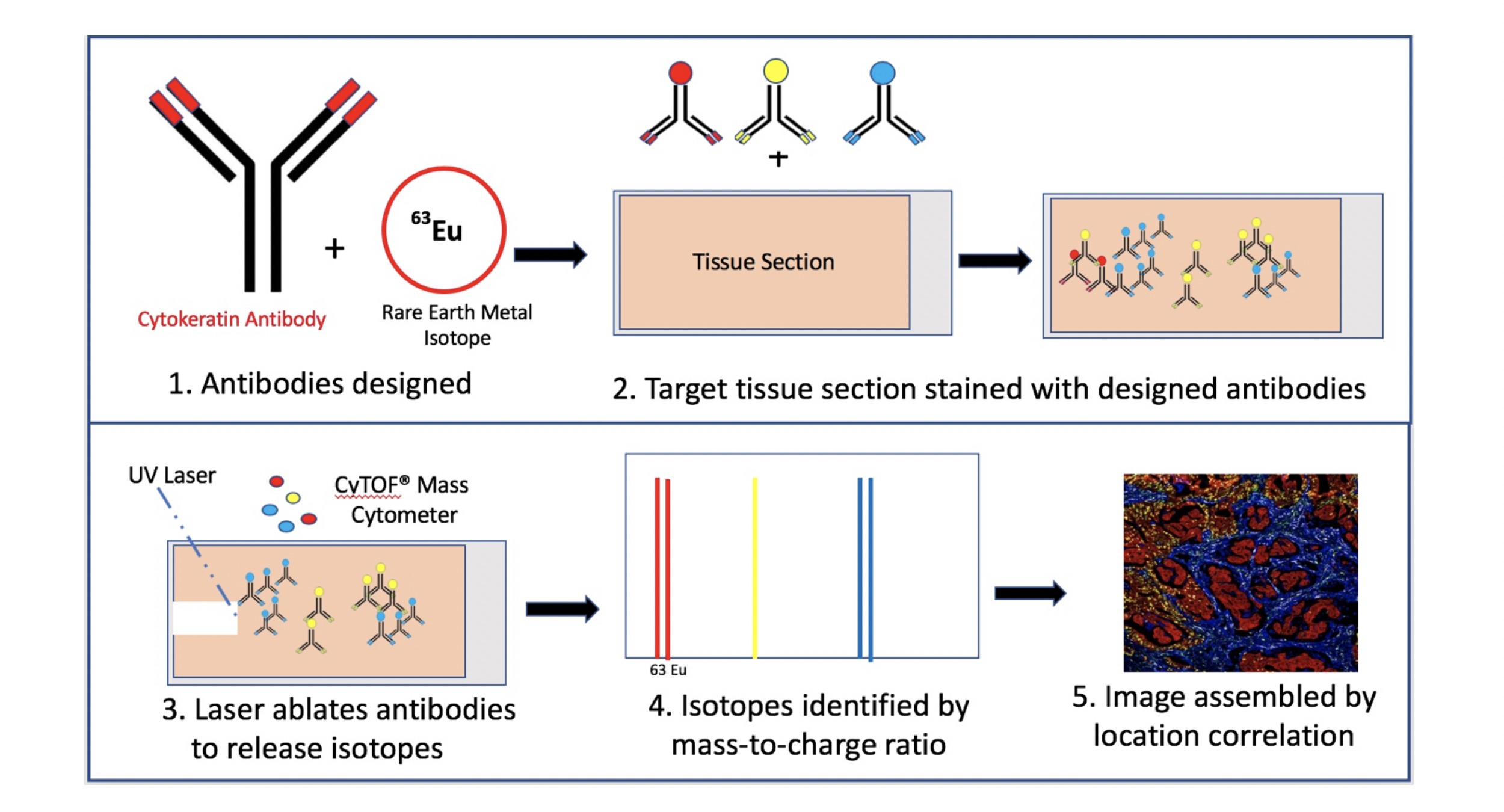 Imaging Mass Cytometry: Endless possibilities to understand the ...