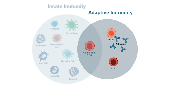 19-IMO-12805-Immunology How does the adaptive immune system work?