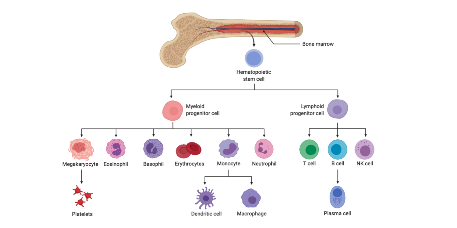 Immunology: What Cells Have a Myeloid Lineage and How Are they Identified?