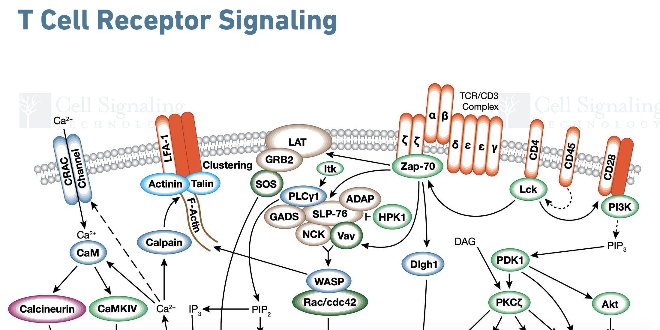 T Cell Receptor Signaling Diagram