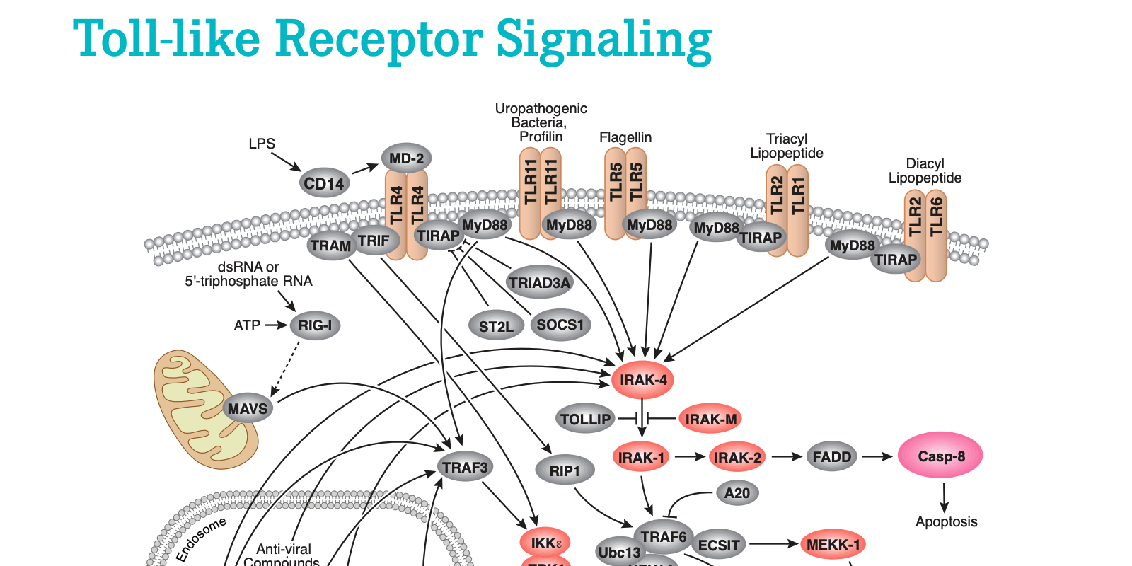 19-IMO-12805 Toll Like Receptor