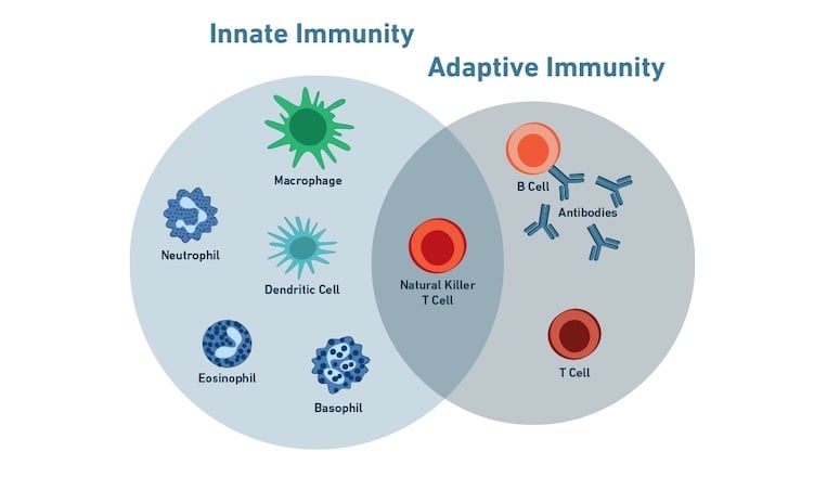 Immunology_innate immunity vs adaptive immunity