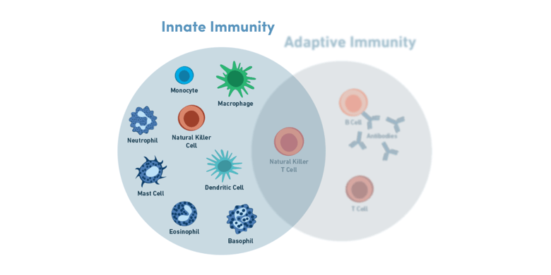 Innate Immunity cells vs adaptive immunity Venn diagram 