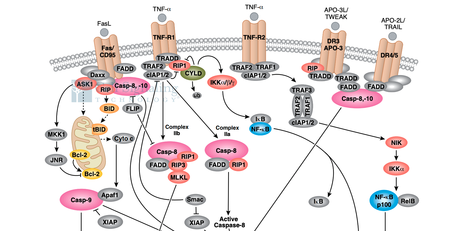 20-CEP-15480 Cytotoxicity Art