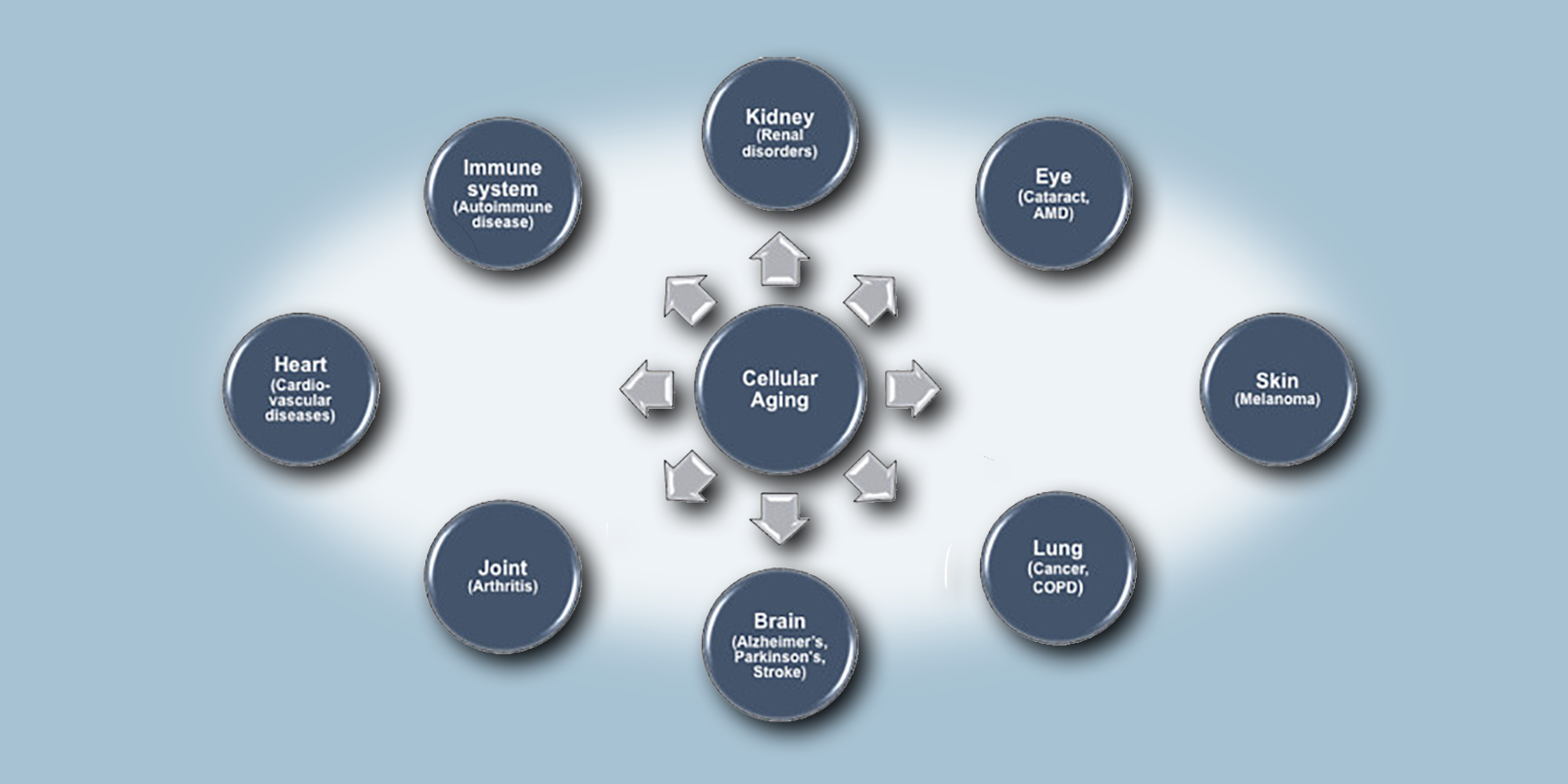 20-CEP-15480 Disorders of senescence-6