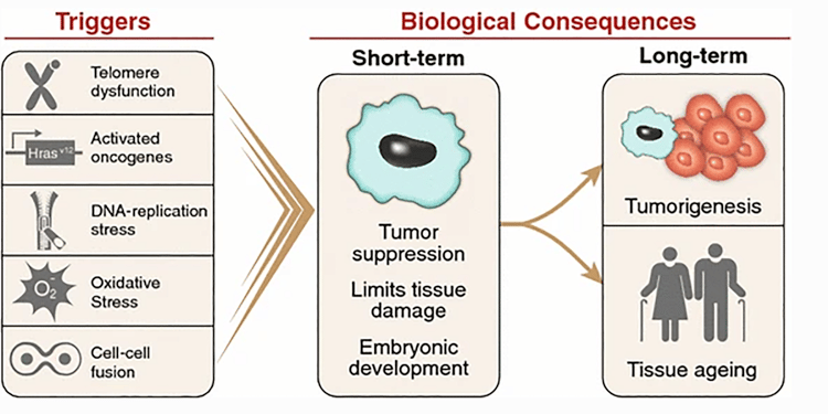 Triggers and Biological Consequences of Cellular Senescence 