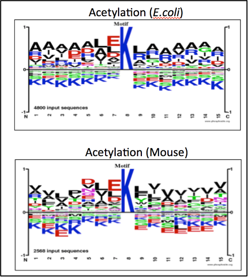 Acetylation mechanism picture
