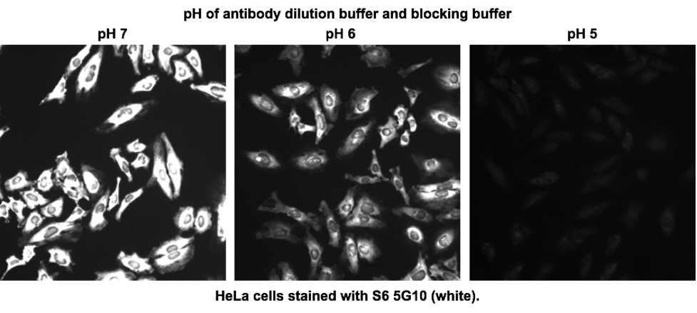 20-CEP-78634 S6 Ribosome Figure 3