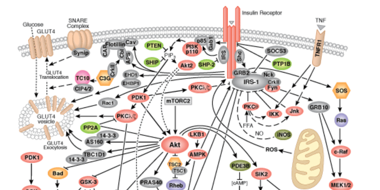 Insulin Receptor Signaling Pathway