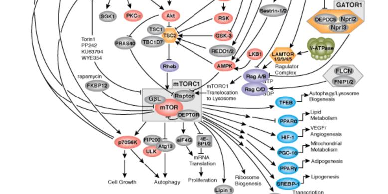 mTOR Signaling Pathway