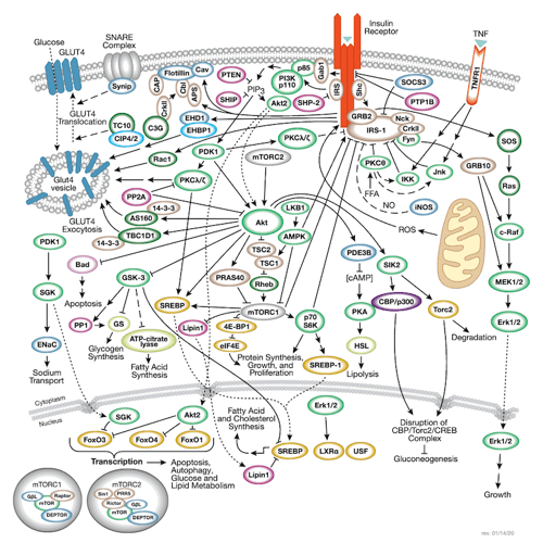 Insulin Receptor Signaling_small