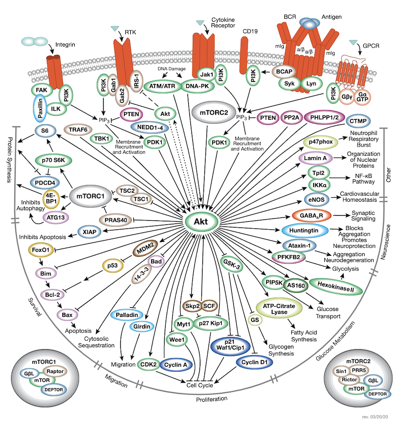 PI3K/Akt Signaling Targets Hit Close to Home