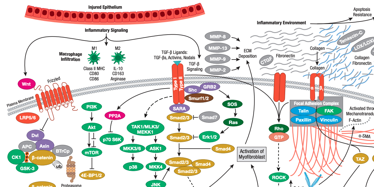 Mechanisms of Fibrosis Signaling Pathway