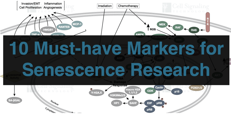10 Must-have Markers for Senescence Research
