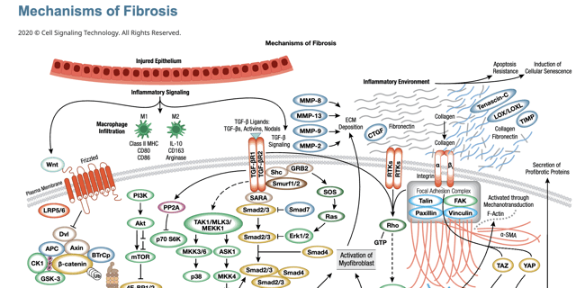 Mechanisms of Fibrosis pathway diagram